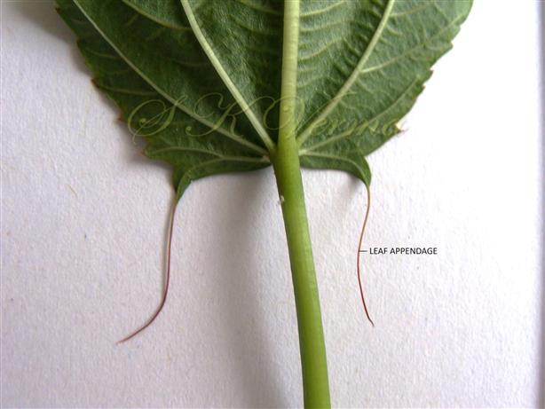  Leaf with two appendages